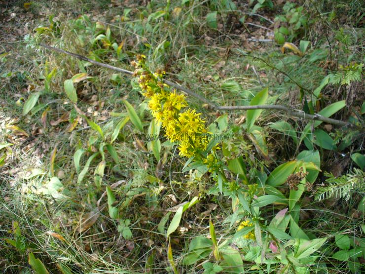 foto Cel�k zlatob�l