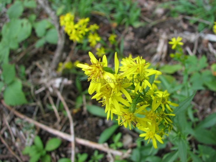 foto Cel�k zlatob�l