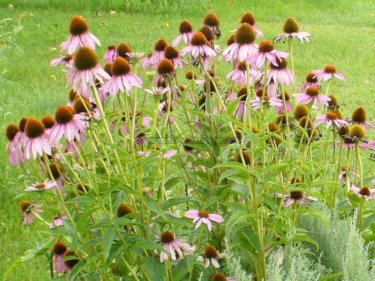 foto Tapatka nachov (echinacea)