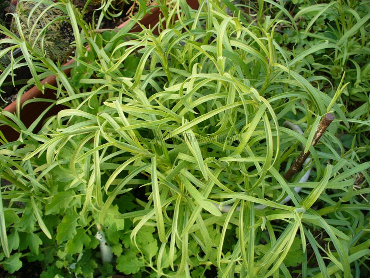 foto Pelyn�k dra�� (estragon)