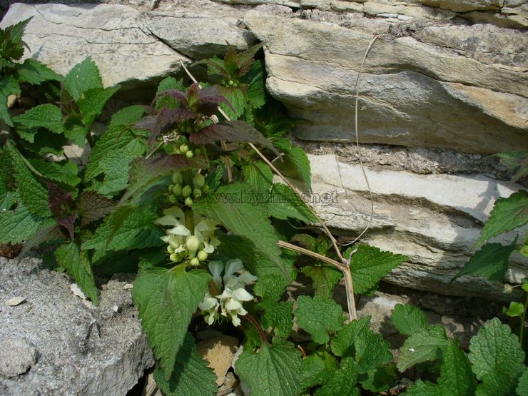 foto Hluchavka b�l�