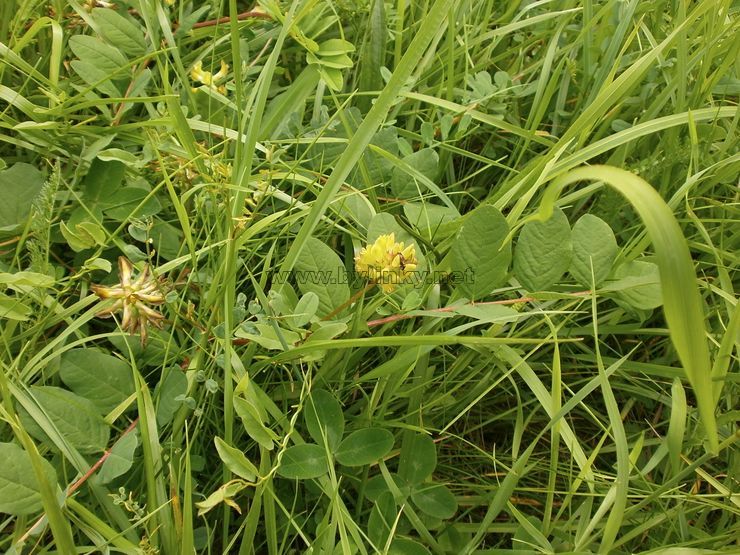 foto Kozinec sladkolist�