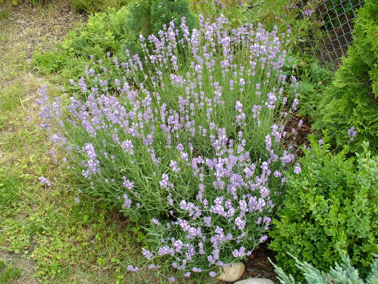 foto Levandule l�ka�sk�