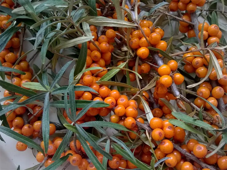 foto Rakytn�k �e�etl�kov�