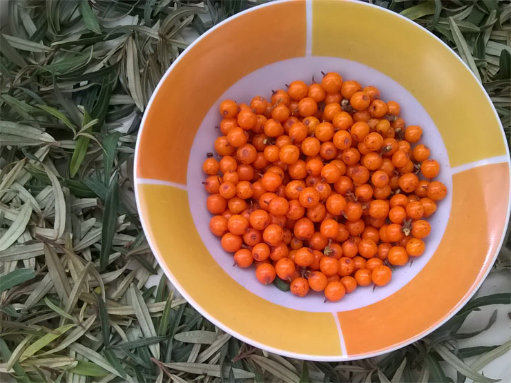 foto rakytn�k listy a plody